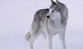 视频直拍狼的活动真正的狼性团队.rar