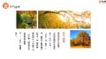 白橘色秋分节气的由来习俗养生诗句PPT模板24页.pptx